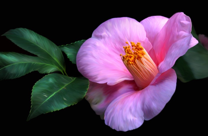 Magnolia